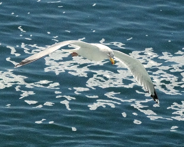 herring gull
